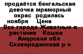 продаётся бенгальская девочка(мраморный окрас).родилась 5ноября, › Цена ­ 8 000 - Все города Животные и растения » Кошки   . Амурская обл.,Сковородинский р-н